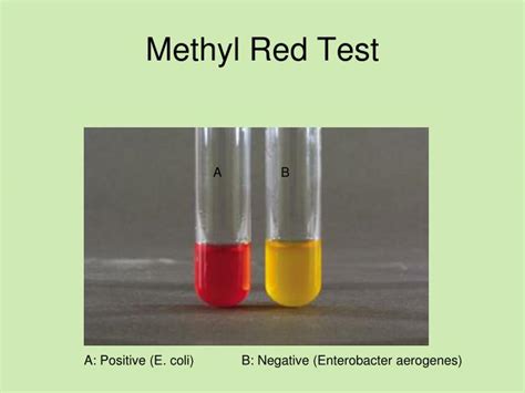 escherichia coli methyl red test